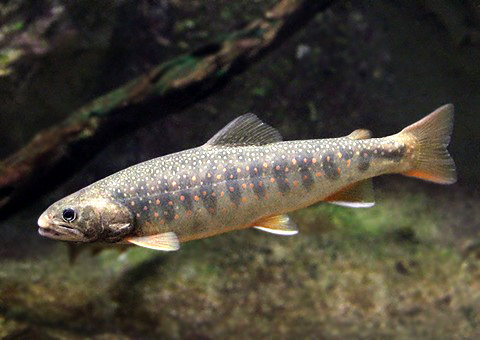 オショロコマ 3